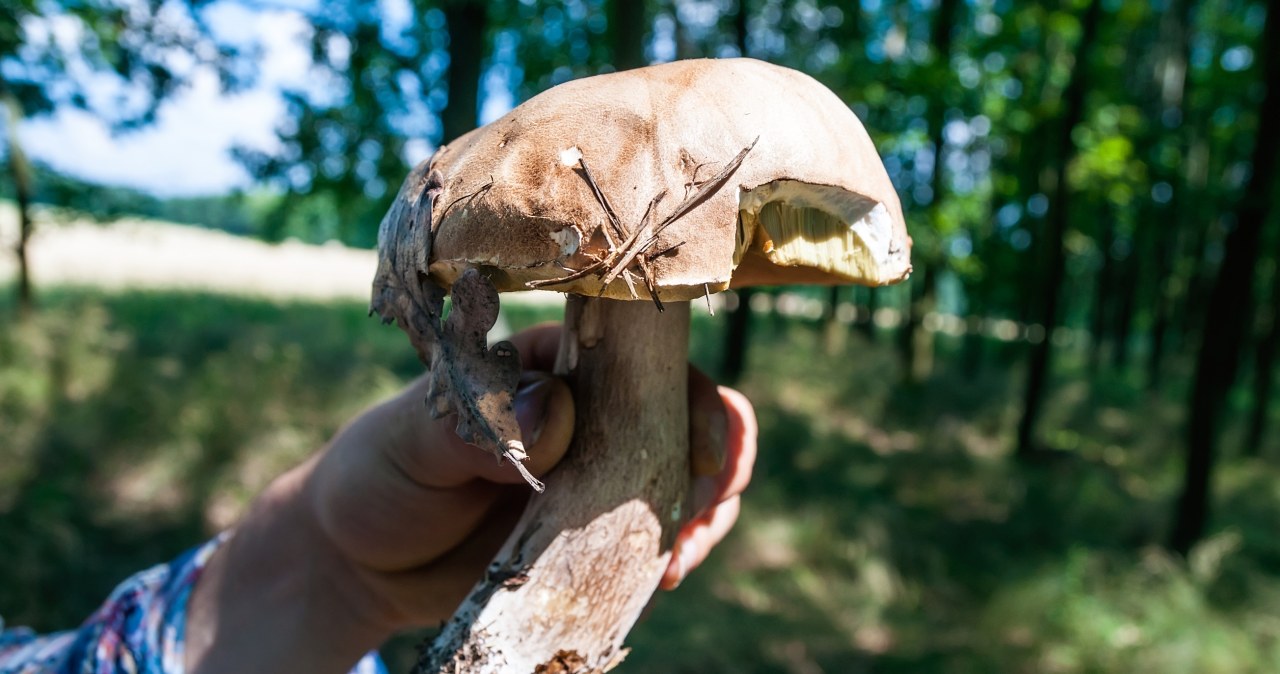 O świcie czy w południe? Jak wybrać najlepszy czas na zbieranie grzybów?