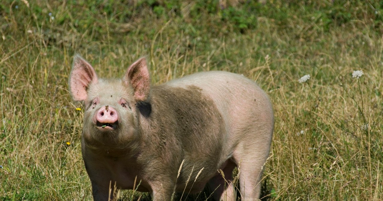Przewozili świnię w walizce, wpadli na granicy. Coraz większy niepokój