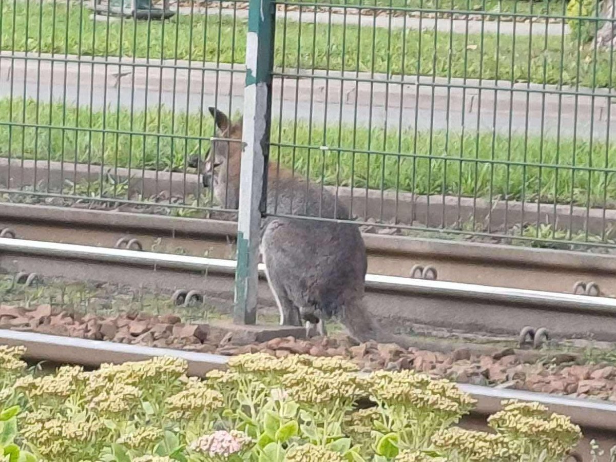 ​Kangur na ulicach Krakowa. Policja i służby poszukują zwierzęcia