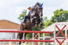 Jeździectwo: Global Champions Tour w Wiedniu - skoki przez przeszkody