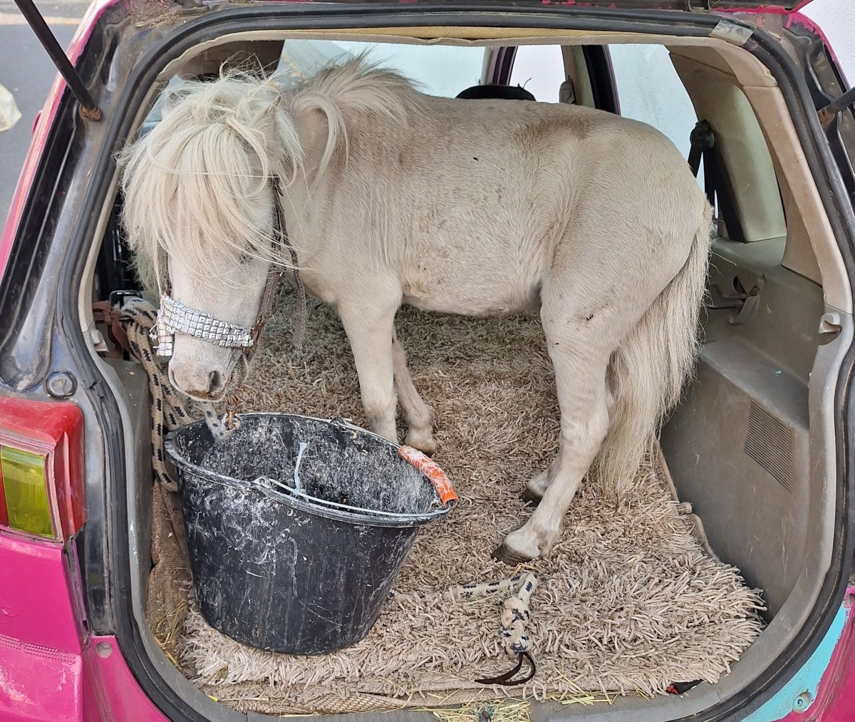 Dywanik, siano i nietypowy pasażer. Nie uwierzysz, co przewoziła Niemka
