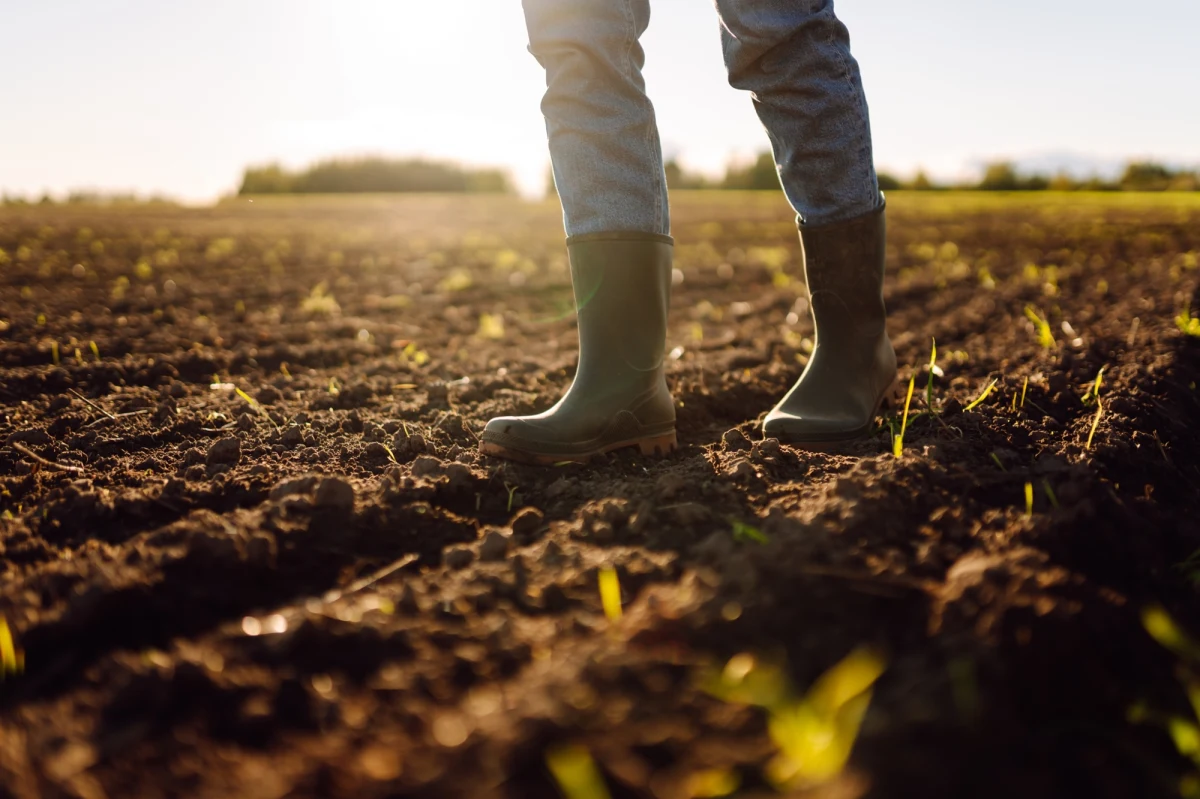 Od 1 października rolnicy mogą ubiegać się o dofinansowanie inwestycji, które ułatwią sprzedaż produktów bezpośrednio konsumentom. Wsparcie finansowe wynosi nawet 120 tys. zł. Nabór potrwa do 28 listopada 2025 roku.