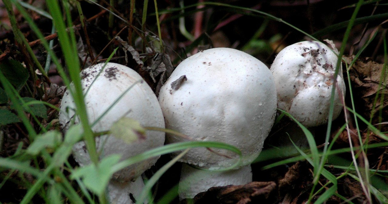 Wyglądają jak pieczarki, ale są bardzo trujące. Uważaj w czasie grzybobrania
