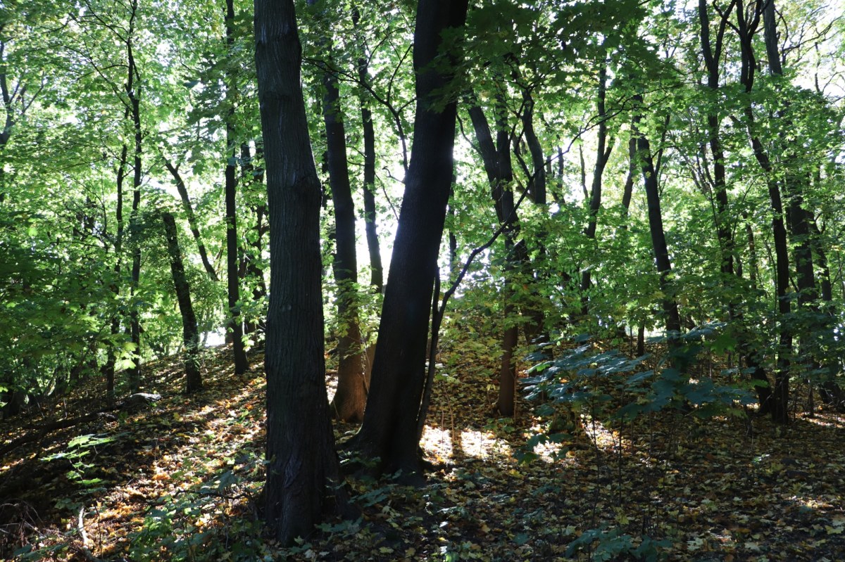 Drzewa padają, furtki się zamykają. Koniec spacerów po rezerwacie Skarpa Ursynowska