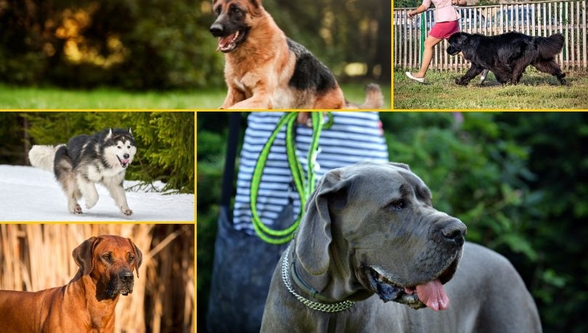 Nie uwierzysz, jak silne są te psy! Oto TOP 9 ras, które zaskoczą każdego