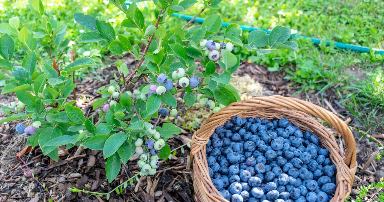 Już teraz zadbaj o krzewy z borówkami. Będą uginać się od owoców