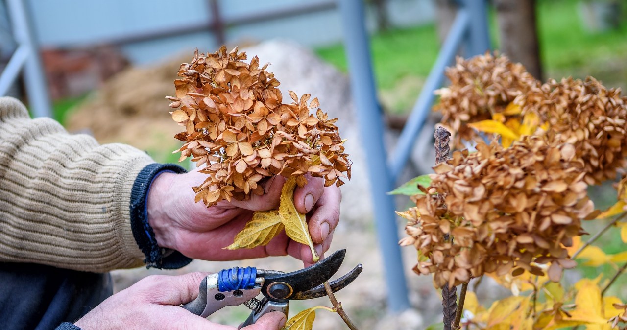 Hortensje przekwitły? Ogrodnik zdradza, czy warto obcinać kwiaty