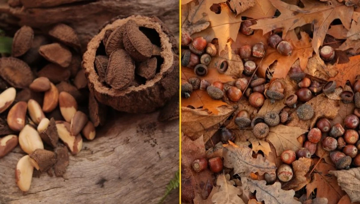 Warszawskie zoo ogłosiło, że w najbliższą sobotę, 20 września, rusza akcja zbierania żołędzi i orzechów dla zwierząt. Według planu ma potrwać do niedzieli, 28 września. Akcja może zakończyć się wcześniej, jeżeli uda się uzbierać 1,5 tony żołędzi, 300 kg orzechów włoskich i 200 kg orzechów laskowych.