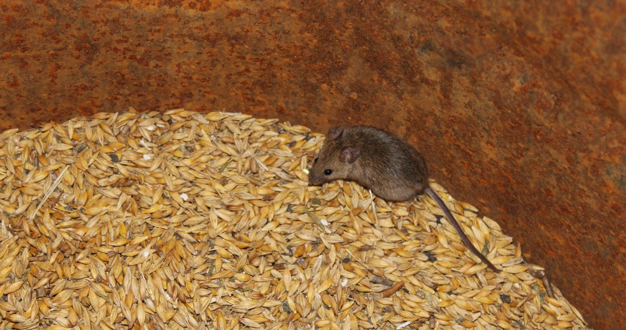 Ten patent na gryzonie jest genialny. Kupisz w każdym sklepie