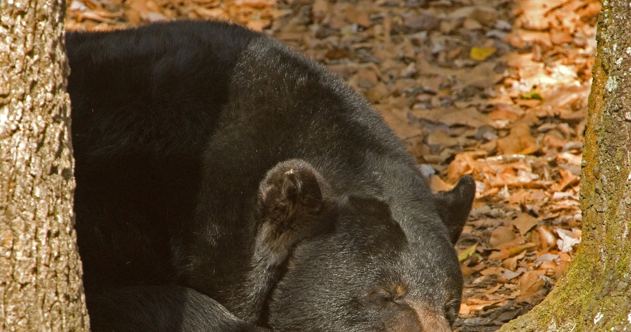 Polowanie na niedźwiedzia czarnego. Przyrodnicy są wściekli i protestują