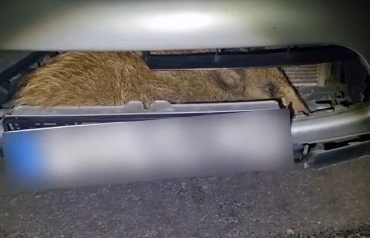 To była noc pełna emocji dla gostyńskich policjantów i jednej z mieszkanek regionu. Późnym wieczorem funkcjonariusze zostali wezwani do nietypowej sytuacji - w komorze silnika samochodu znalazł się mały dzik.