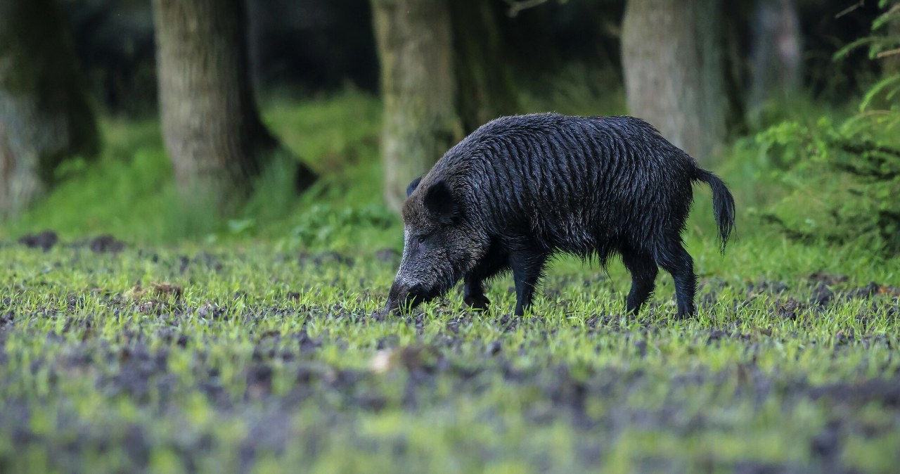 Podrzucono chorego dzika? Rząd mówi o sabotażu. Uwagę zwraca ten szczegół Podrzucono chorego dzika? Rząd mówi o sabotażu. Uwagę zwraca ten szczegół