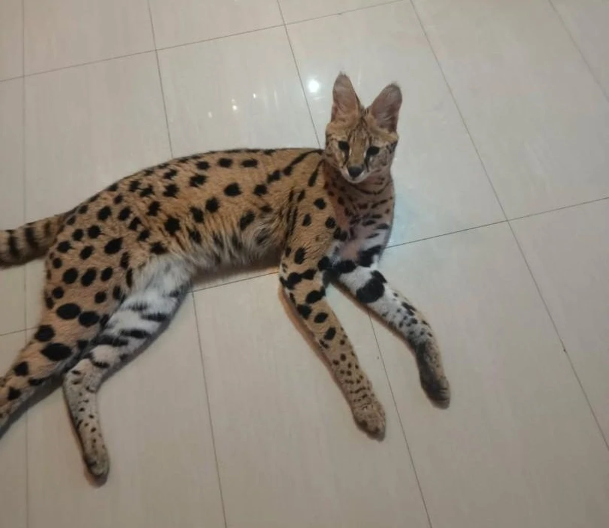 Koniec poszukiwań serwala sawannowego ogłosiła policja w Busku-Zdroju. Kot, który kilka dni temu uciekł z prywatnej posesji w powiecie buskim w województwie świętokrzyskim wrócił do swojej właścicielki. 