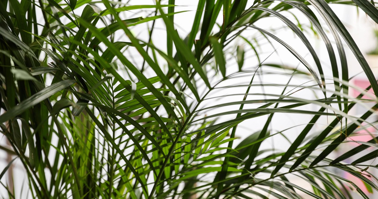 Ikea wstrzymuje sprzedaż popularnego produktu i apeluje do klientów