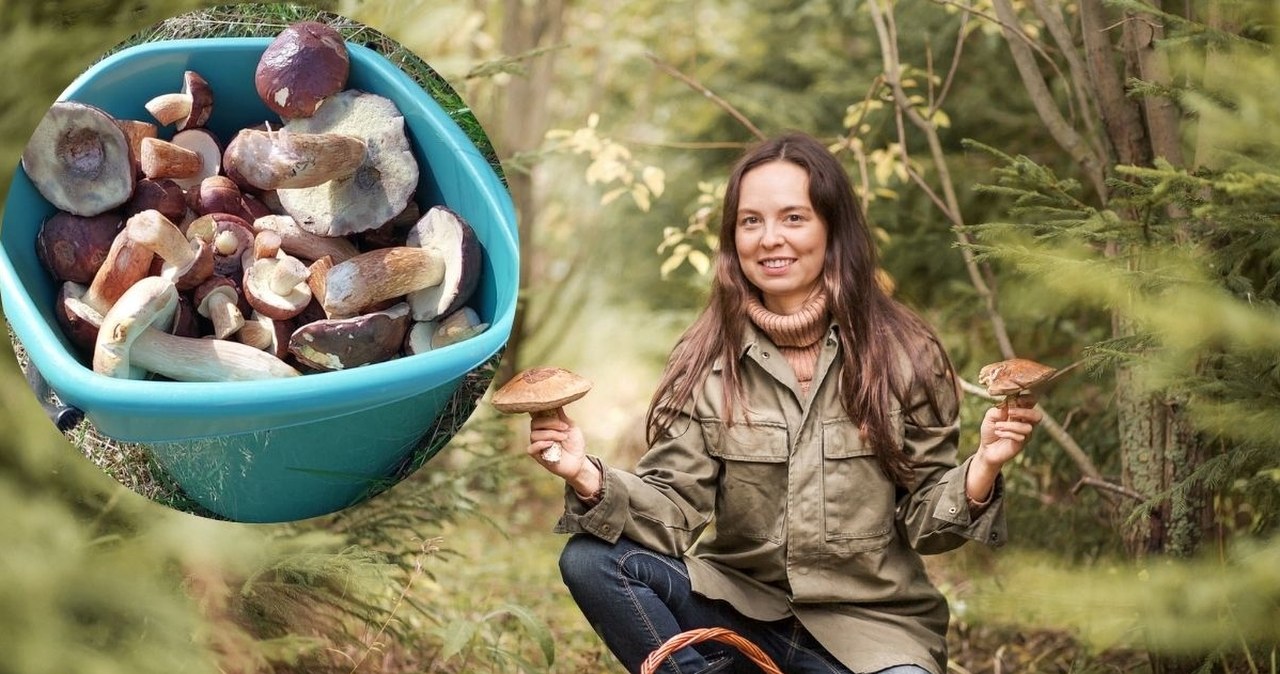 Sekretne lokalizacje grzybiarzy w lubuskiem. Zdradzili swoje "miejscówki"