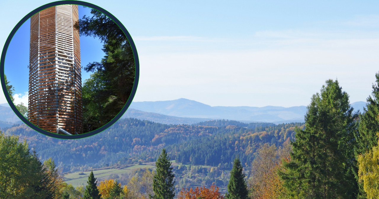 Łatwy szlak i wieża widokowa. Pomysł na spacer dla wszystkich