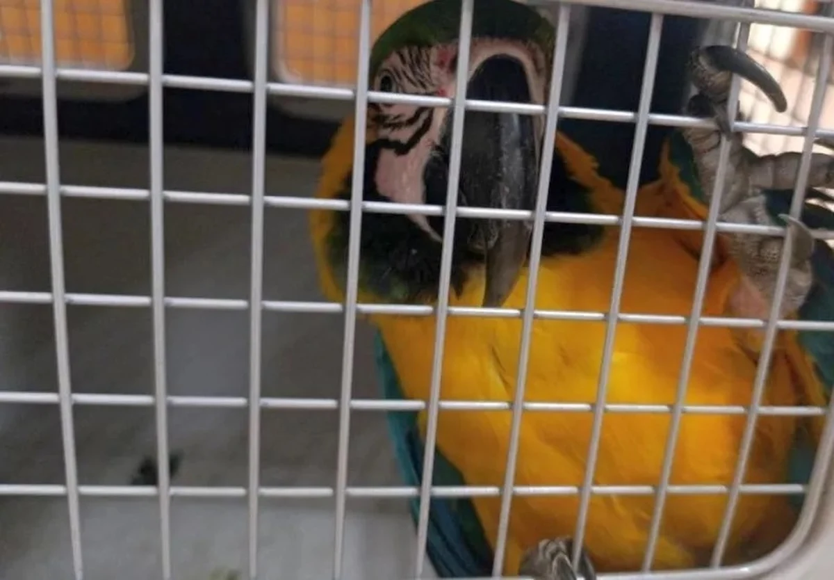 Głodna przygód papuga odwiedziła jedną z restauracji w centrum Warszawy. Ptak wleciał do lokalu i upodobał sobie ramię jednego z klientów. Na miejsce wezwano patrol straży miejskiej. 