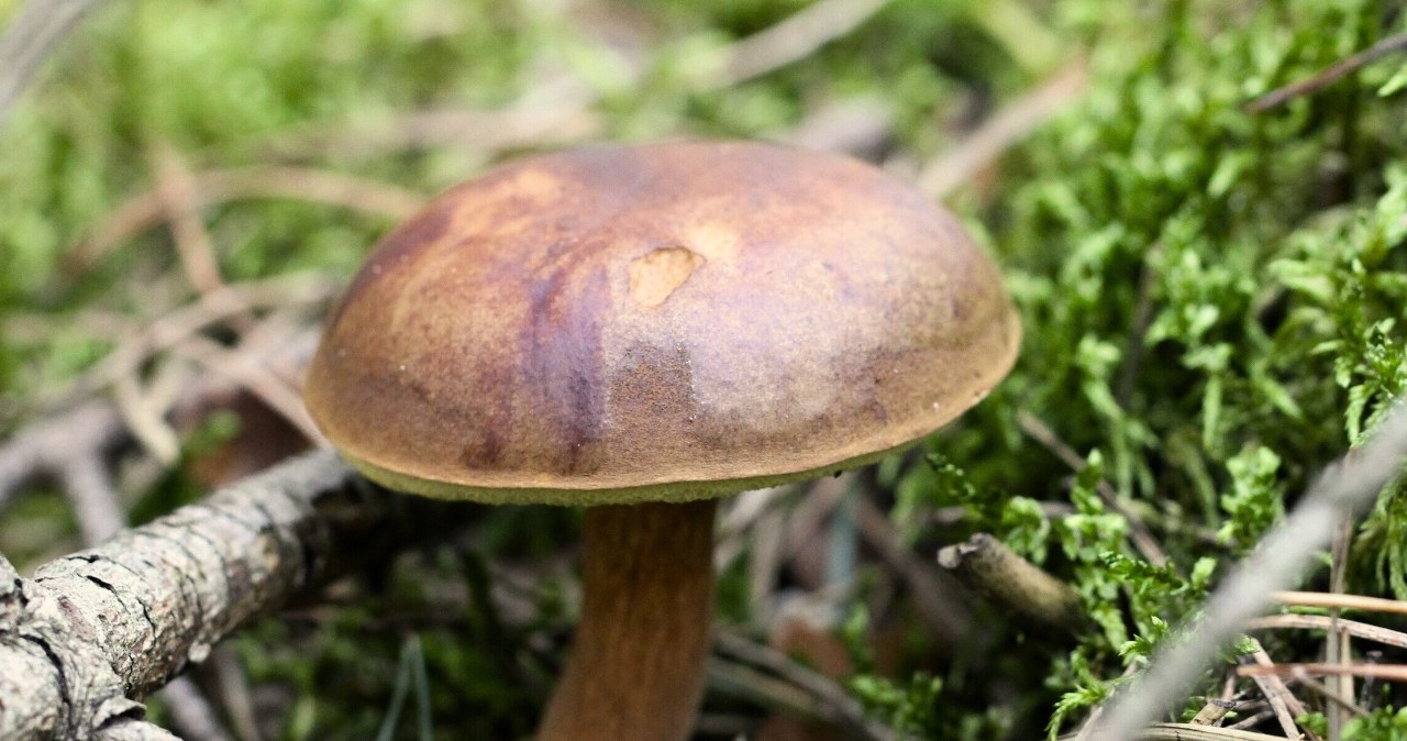 Tu znajdziesz najwięcej podgrzybków. Wiedzą o tym doświadczeni grzybiarze