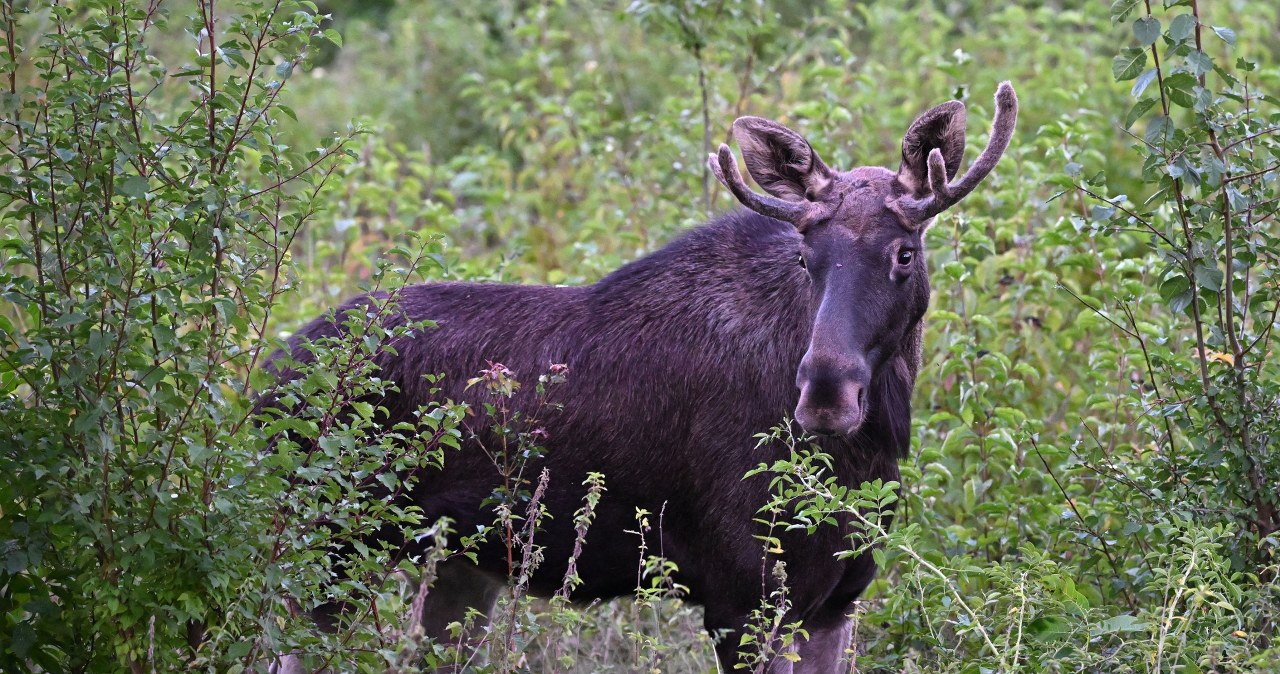 Łoś Emil na celowniku władz. Zwierzę trafiło w zupełnie nowe miejsce