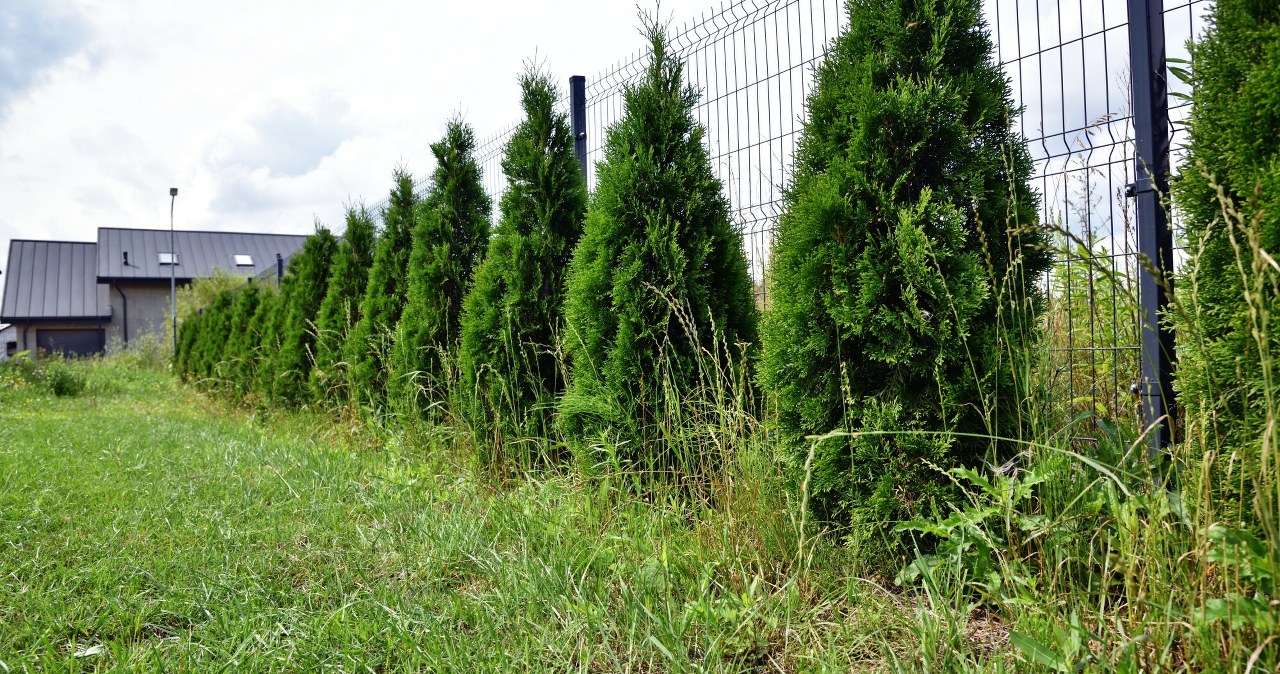 Wysokie krzewy nie spodobają się sąsiadowi i zgłosi sprawę do sądu. Ma prawo?
