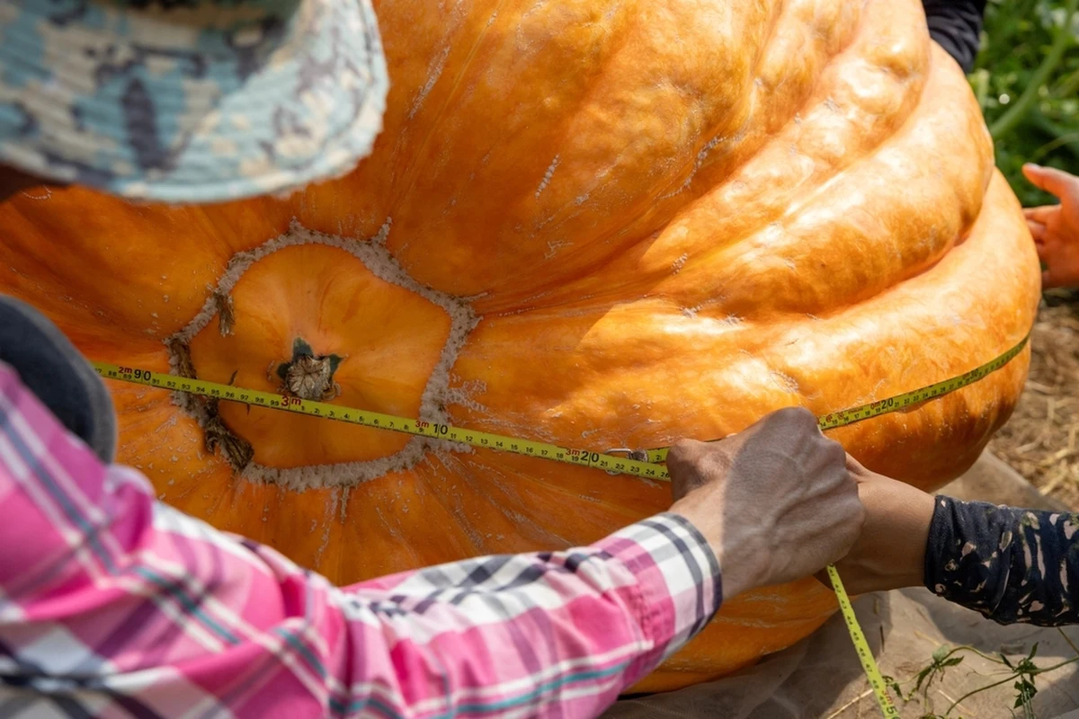 Michael Wilson, hodowca dyni, która osiągnęła imponującą wagę 149,45 kg, został wyróżniony podczas jesiennej wystawy ogrodniczej w rezydencji Newby Hall w hrabstwie North Yorkshire. Wydarzenie przyciągnęło tłumy miłośników ogrodnictwa i zaprezentowało prawdziwe warzywne rekordy.