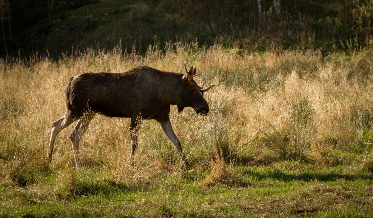 ​Przemierzył 500 km i odwiedził 60 miejscowości. Łoś Emil schwytany
