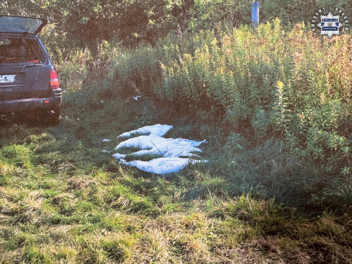 Skandal podczas polowania. Myśliwi zastrzelili cztery łabędzie objęte ochroną