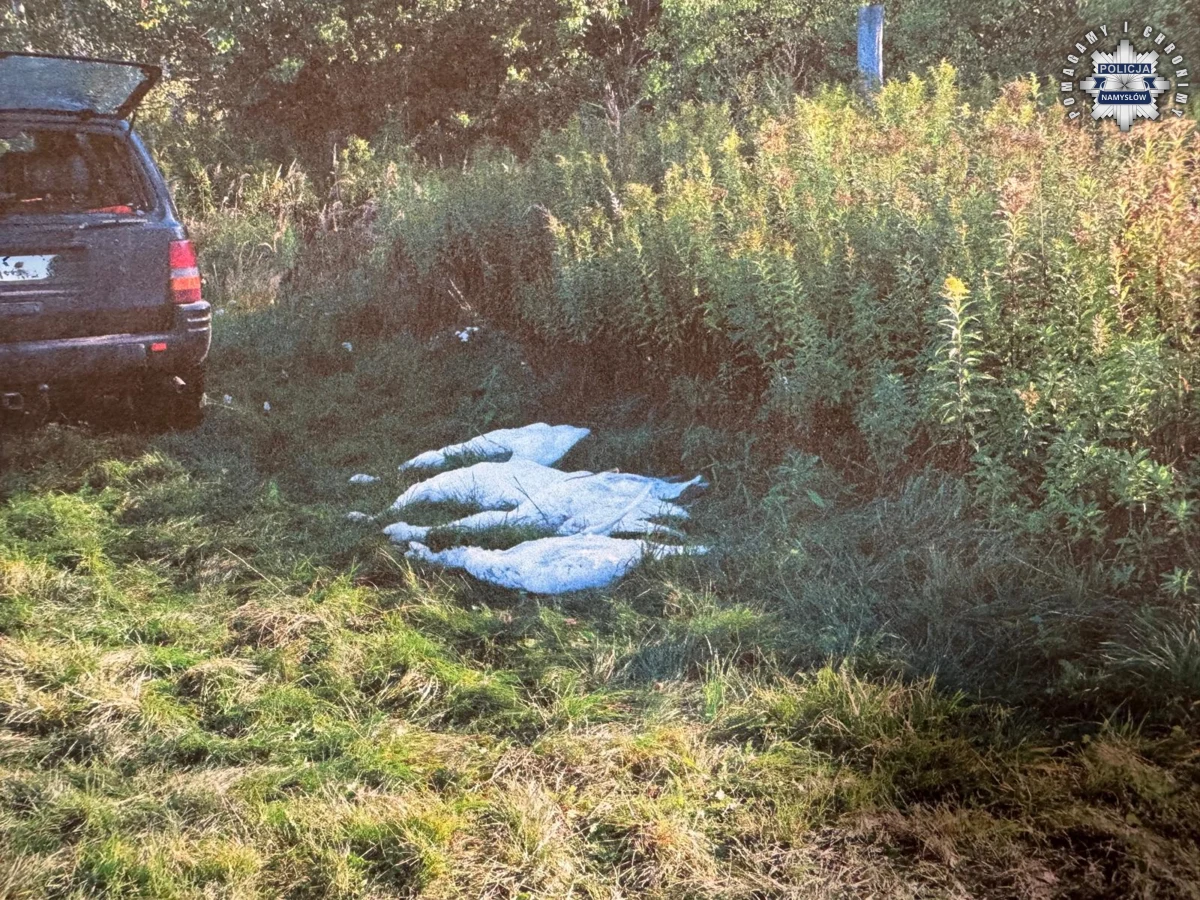 Dwóch myśliwych z województwa wielkopolskiego zostało zatrzymanych przez policję po nielegalnym odstrzale czterech łabędzi podczas polowania w gminie Pokój (Opolskie). Ptaki te są objęte ścisłą ochroną gatunkową. Mężczyźni przyznali się do winy, ale odmówili składania wyjaśnień. Grozi im do trzech lat więzienia.