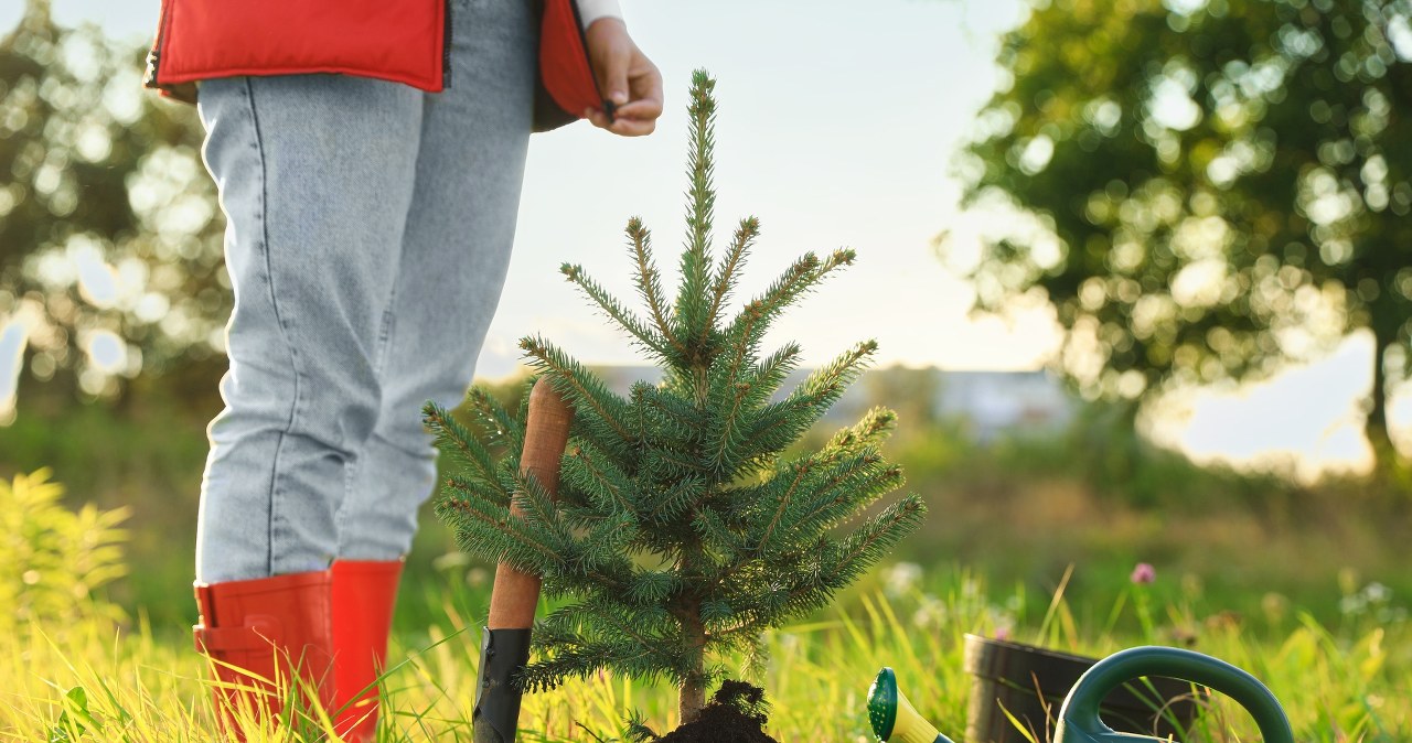 Nie prześpij terminu przesadzania iglaków. Muszą się zaaklimatyzować przed przymrozkami