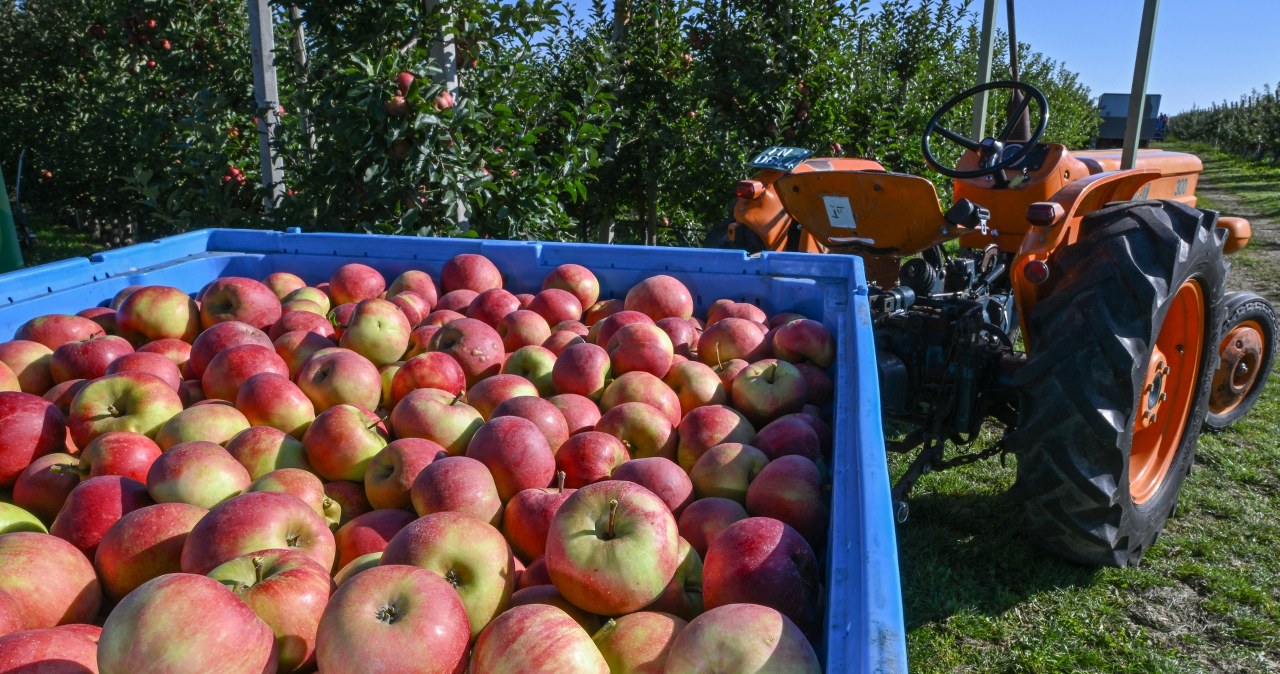 Zarabiają na polskich jabłkach. Niespodziewany efekt zamkniętej granicy