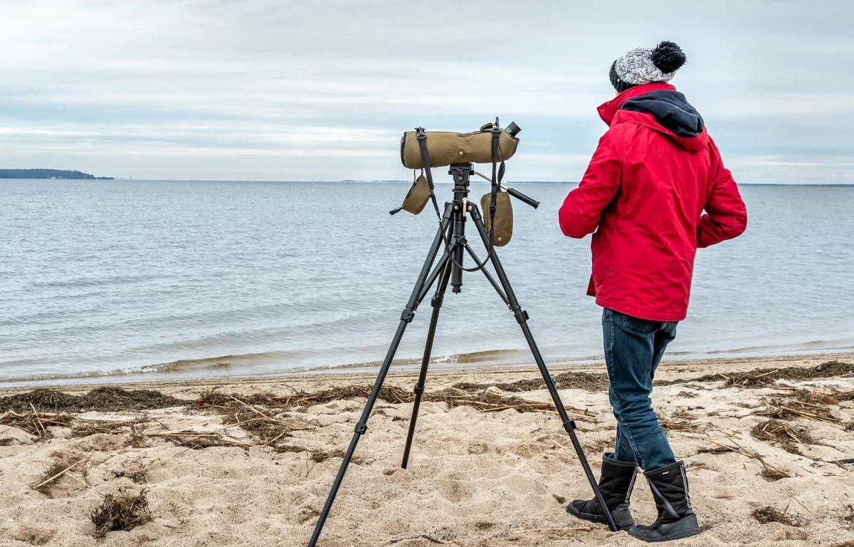 Takiej atrakcji nad polskim morzem jeszcze nie było. Niedaleko Krynicy Morskiej (woj. pomorskie) otworzył się pierwszy w Polsce punkt obserwacji ptaków morskich. O inicjatywie poinformowało Nadleśnictwo Elbląg. 
