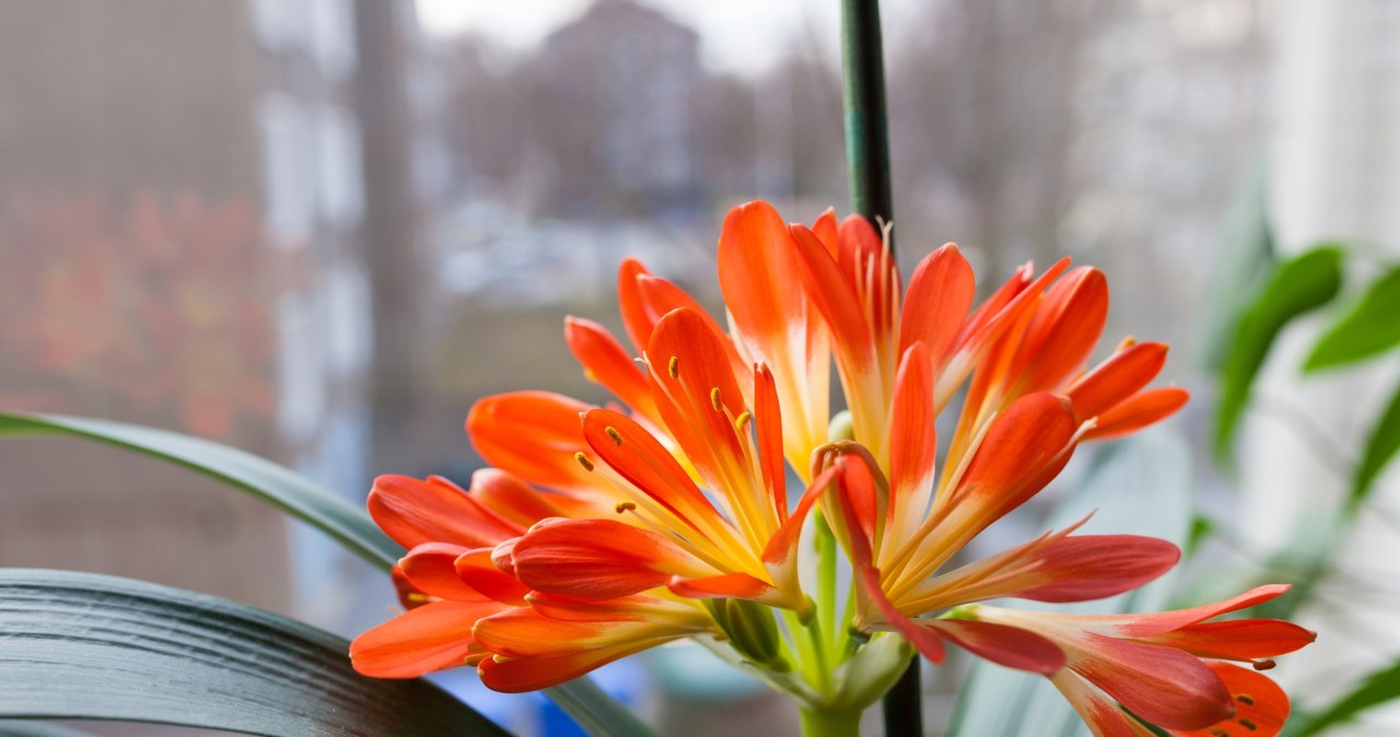 ​Jeszcze ładniejsza od storczyka, a do tego pięknie pachnie. Postaw ją na parapecie