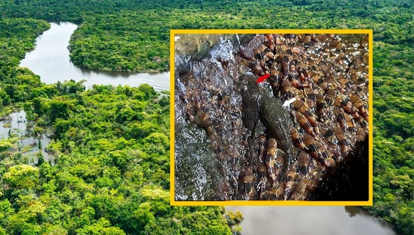 /Foto: shutterstock/ Journal of Fish Biology /