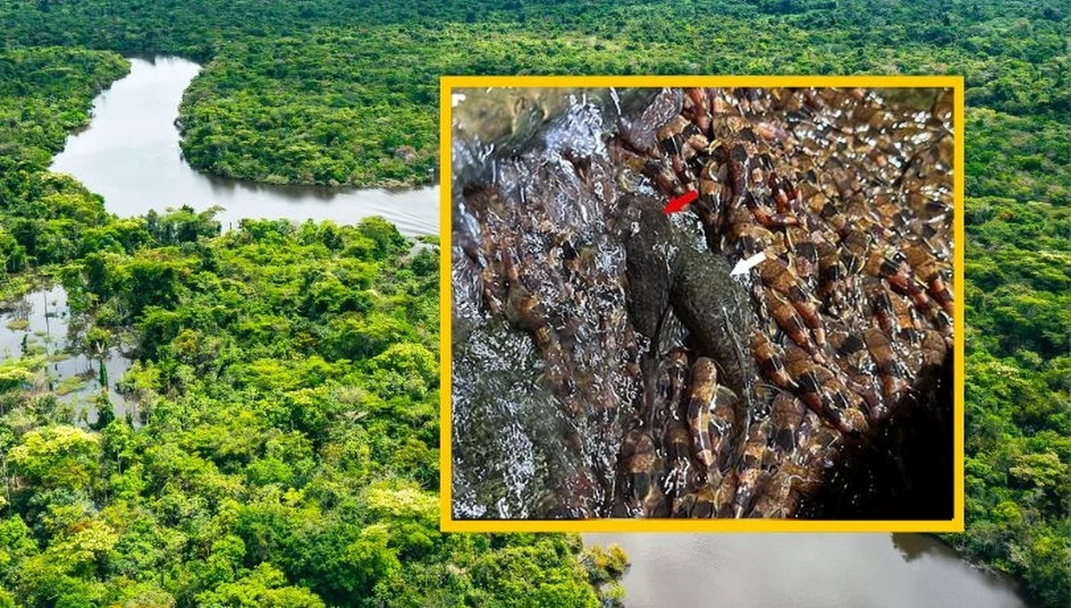 Niecodzienne zjawisko przyrodnicze z południowej Brazylii zaskoczyło naukowców i miłośników natury na całym świecie. Tysiące rzadkich sumów trzmielich (Rhyacoglanis paranensis) zostało sfilmowanych podczas wspinaczki na śliskie skały wodospadów rzeki Aquidauana. To pierwsza tego typu obserwacja w historii i prawdziwa gratka dla biologów. 