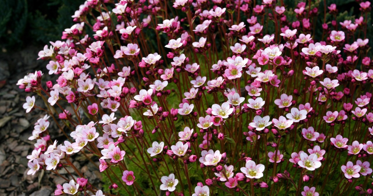 Koniecznie zasadź ją jeszcze we wrześniu. Wiosną ogród obsypie się kwiatami
