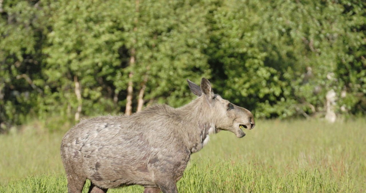 wiadomości,aktualności,Interia Niecodzienne spotkanie w Czechach. Zwierzę uznano za następcę popularnego łosia Emila