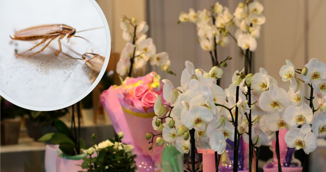 ​Te rośliny doniczkowe przyciągają karaluchy. Wielu z nas ma je w mieszkaniu