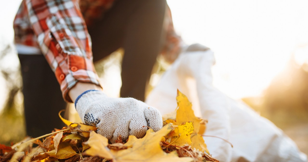 Zrób to ze spadającymi liśćmi. Rośliny ogrodowe ci podziękują
