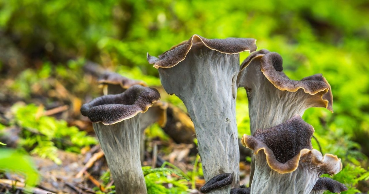 Te grzyby są jadalne, mimo iż mają blaszki. Znasz je wszystkie?