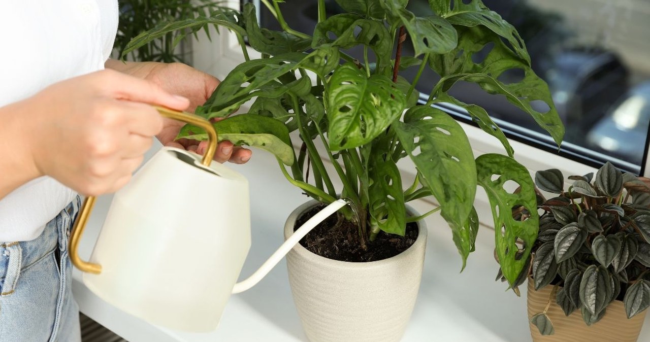 Ustaw na parapecie i w wazonie. To magnesy na dobrobyt w twoim domu