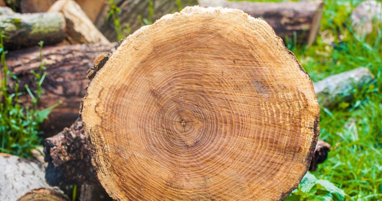 Czy można wyciąć drzewo na działce ROD? Oto co mówią przepisy