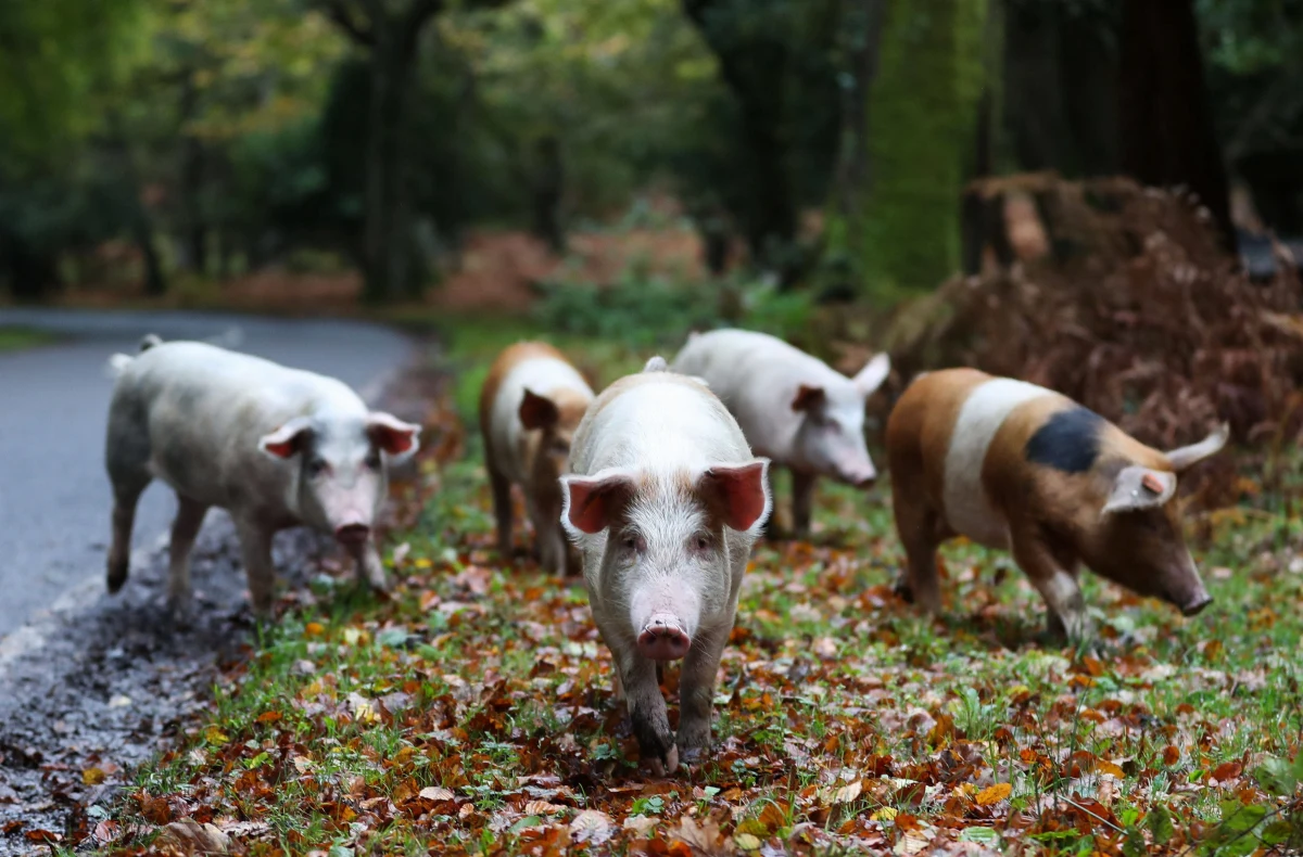 Setki świń ponownie wyruszyły na jesienny wypas w legendarnym brytyjskim New Forest. Te nietypowe "ekipy sprzątające" mają ważne zadanie – chronią kucyki i bydło przed trującymi żołędziami. Jesienny wypas w New Forest to tradycja sięgająca XI wieku.