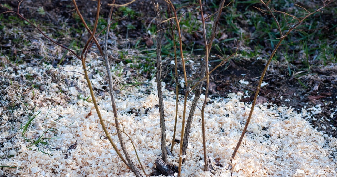 Borówka w kolejnym sezonie obrodzi jak szalona. Obowiązkowy zabieg jesienią