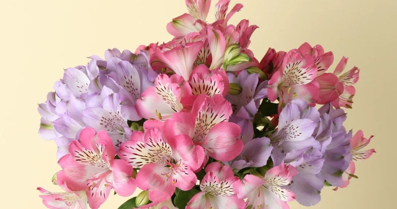 10 najtrwalszych kwiatów do wazonu. Ranking ekspertów