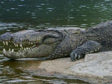 Krokodyl - wielki ocalały Australii
