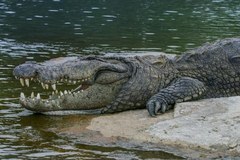Krokodyl - wielki ocalały Australii