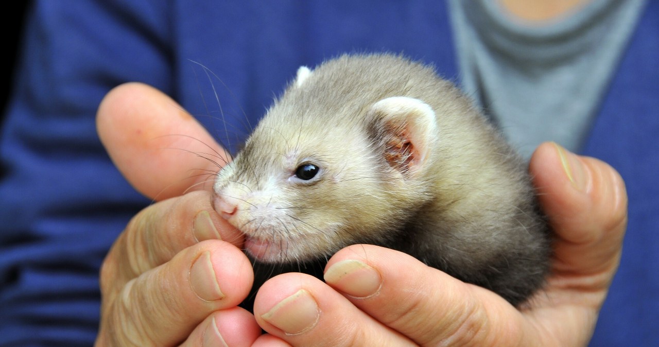 Koniec z futrami z norek coraz bliżej. Senat za nowelizacją ustawy