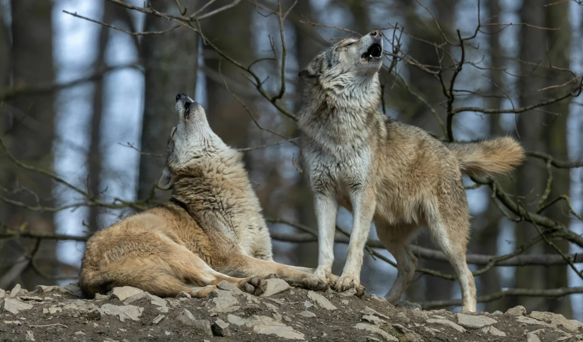 To nie wilki, a psy widzimy na nagraniu, które obiegło internet - wyjaśnia w rozmowie z RMF FM dr Anna Wierzbicka z Wydziału Leśnego Uniwersytetu Przyrodniczego w Poznaniu. Wideo, na którym oglądamy czworonogi spacerujące w pobliżu domów nieopodal Pleszewa, jako pierwsze opublikowały lokalne media.