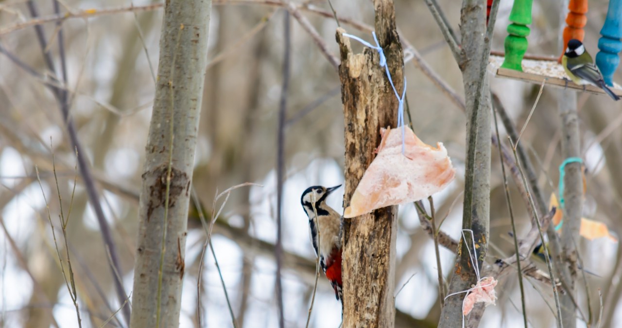 Dzięcioły uwielbiają te przekąski. Zostaw je w karmniku, a będą zachwycone