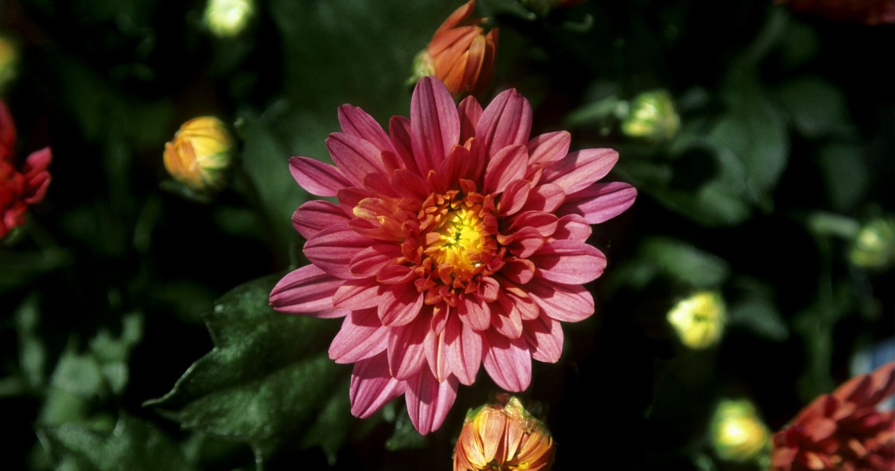 To najlepszy moment na posadzenie ich w ogródku. Chryzantemy będą kwitły jak nigdy